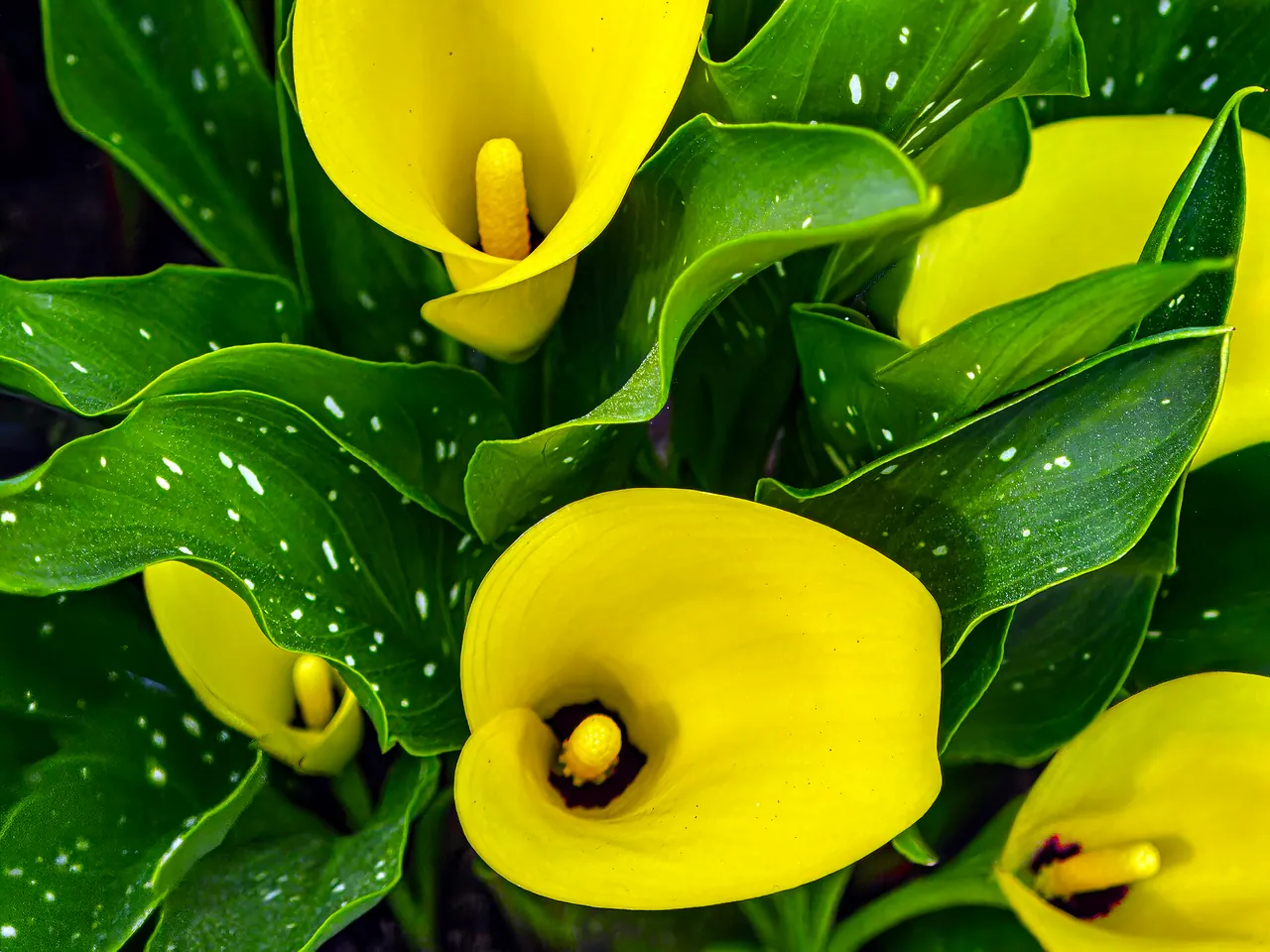 Yellow Arum