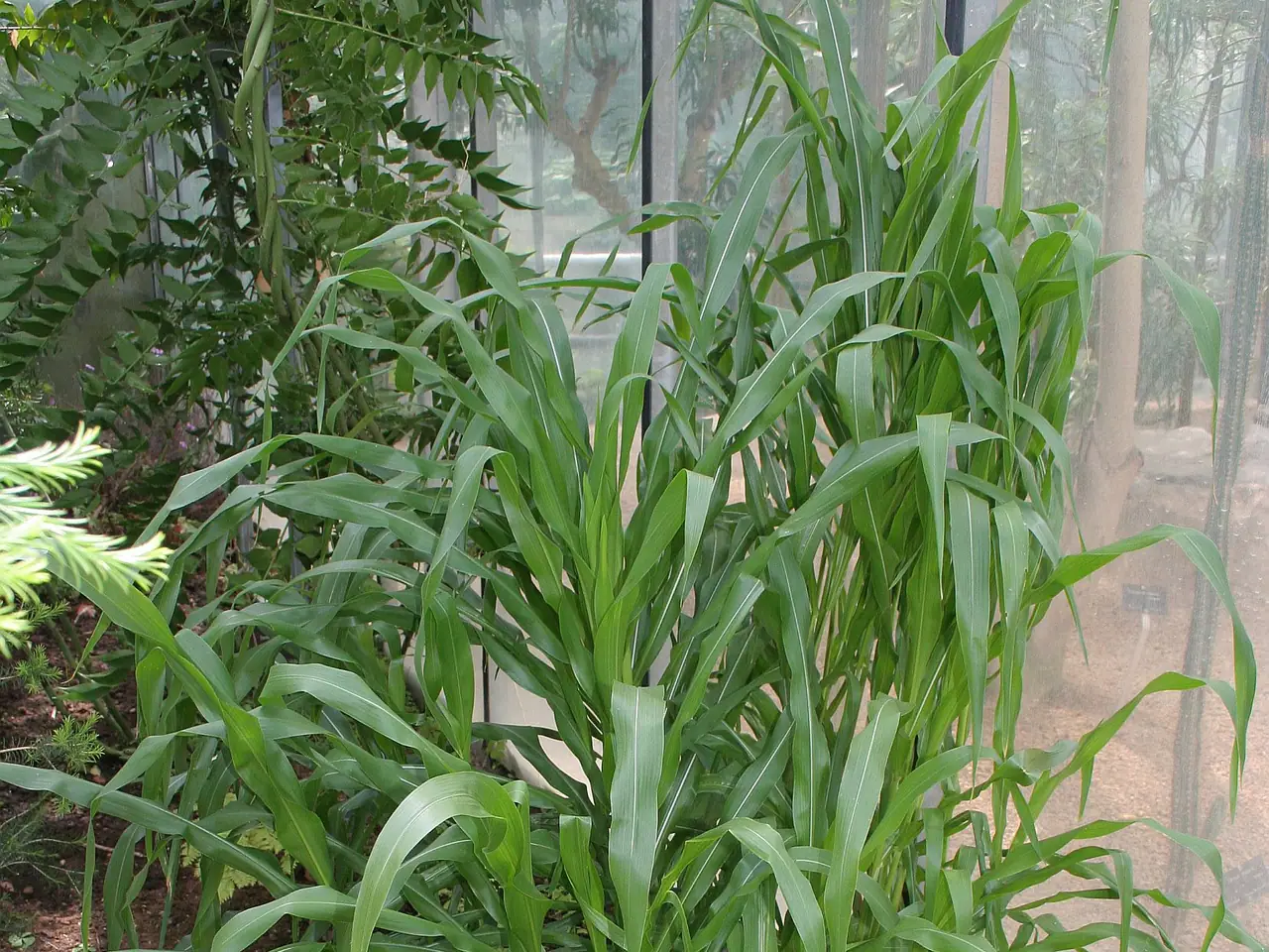 Zea diploperennis
