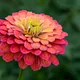 Common zinnia